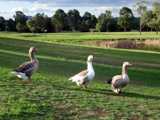 Branxton Golf Course - Branxton: Geese adjacent to Hole 9