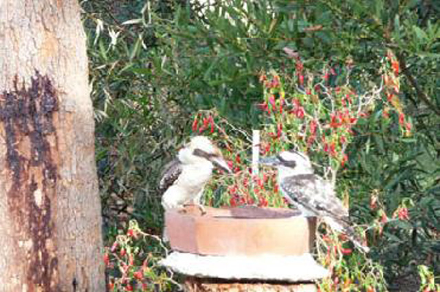 Walu Caravan Park - Budgewoi: Kookaburras feeding
