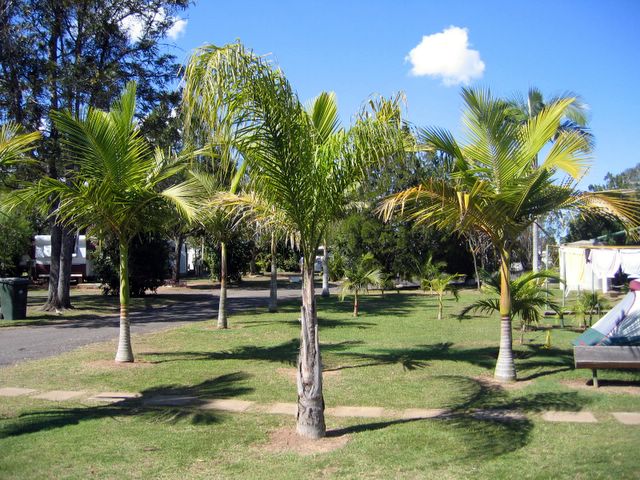 Bundaberg Park Lodge - Bundaberg: The park has lots of healthy palm trees