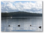 BIG4 Bungalow Park - Burrill Lake: Ducks on Burrill Lake