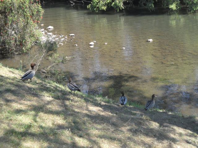 Darlington Park - Canungra: Swimming in the river.