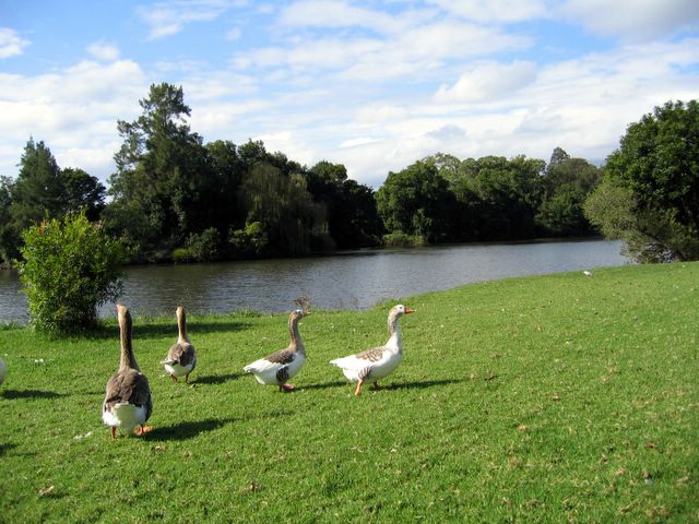 Williams River Caravan Park - Clarence Town: Friendly geese beside the river