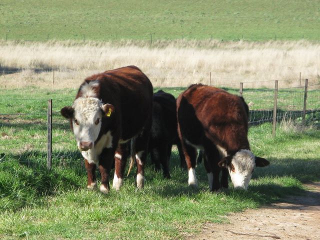 Glenron - Coolah: Welcoming cattle