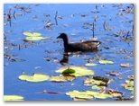 Coral Cove Golf Course - Coral Cove: Duck in pond adjacent to Hole 9