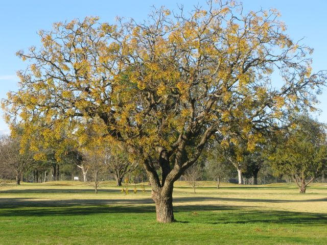 Cowra Golf Club - Cowra: One of many magnificent trees on the course.