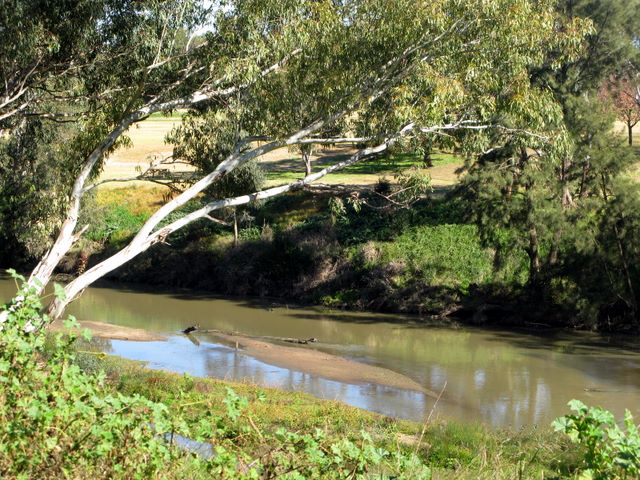 Cowra Van Park - Cowra: River adjacent to the park