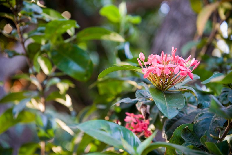 Shady Glen Tourist Park - Darwin Winnellie: Tropical gardens