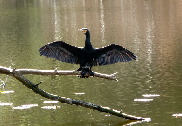 Jubilee Lake Holiday Park - Daylesford: Bird on display