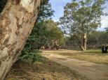 Twin Rivers Campground - Deniliquin:  Another view of the entrance track. 