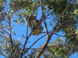 BIG4 Koala Shores Port Stephens Holiday Park - Lemon Tree Passage: Koala in tree near park