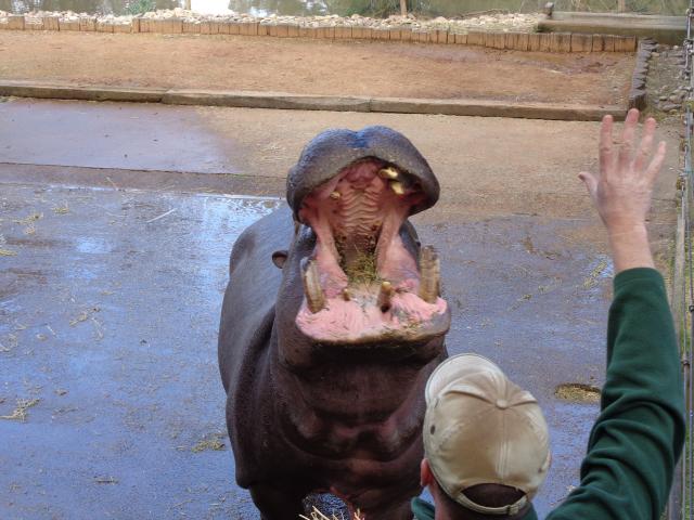 Dubbo City Holiday Park - Dubbo: Happy the hippo at the Western plain zoo