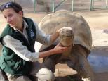Dubbo City Holiday Park - Dubbo: Giant tortoise enjoying a neck scratch at Dubbo zoo 