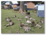 Durras Lake North Holiday Park - Durras North: Cottage accommodation, ideal for families, couples and singles