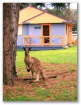 Durras Lake North Holiday Park - Durras North: Kangaroo visiting the park