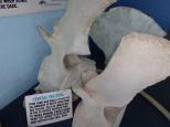 Discovery Holiday Park - Eden: Whale bones at Killer whale museum
