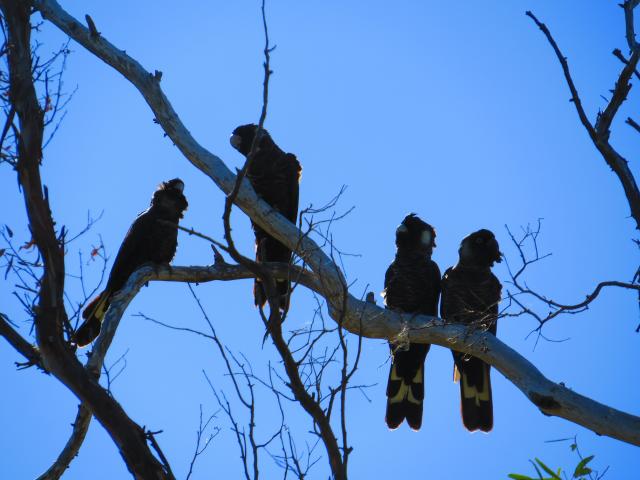 Lake Indoon - Eneabba: Black cockatoo's .