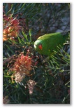Forster Beach Holiday Park - Forster: Bird life is abundant.