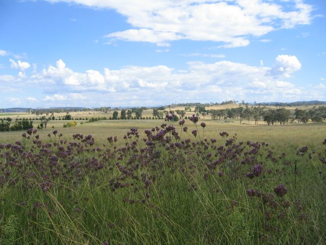 Glen Innes NSW - Glen Innes: Glen Innes NSW: Open field near the entrance to the Golf Course