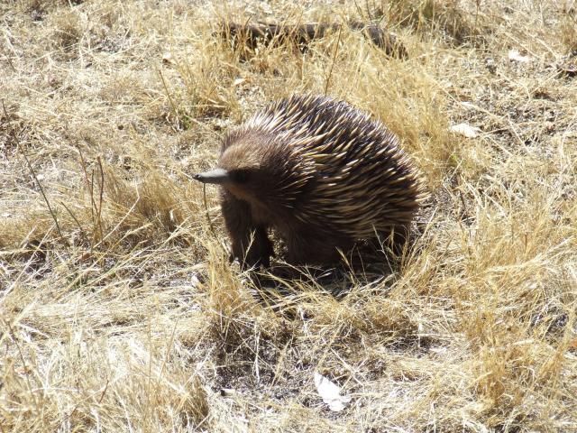 Stapylton Campground - North Grampians: THE ONLY INHABITANT WE COULD FIND AND HE/SHE WAS'NT IN THE MOOD FOR A CHAT