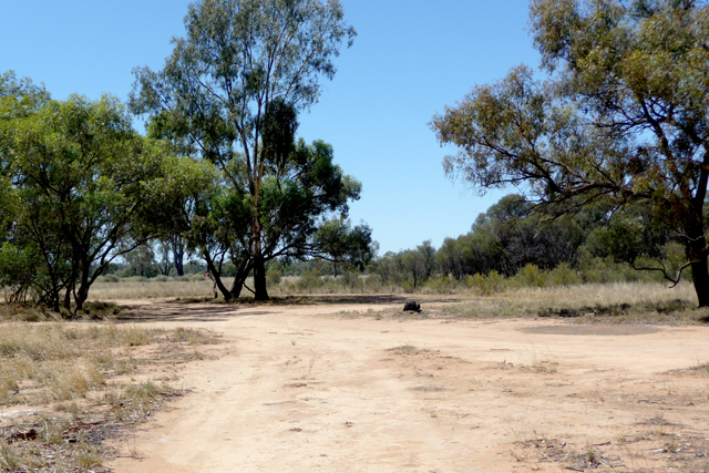 Birdcage Reserve - Griffith: Access to the reserve is by dirt road
