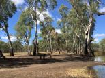 Gunbower Creek Bend - Cohuna: Camp area with some picnic tables.
