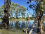 Gunbower Creek Bend - Cohuna: Beautiful still waters of the Murray