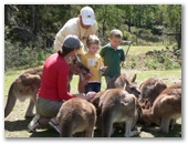 Wings Wildlife Park - Gunns Plains: Feeding kangaroos