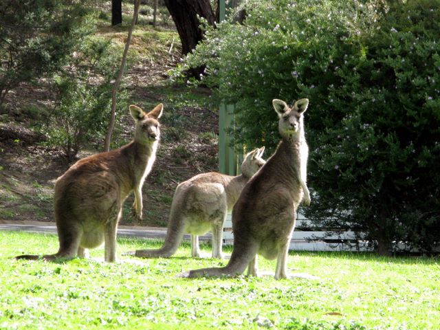 Halls Gap Caravan Park - Halls Gap: Lots of kangaroos in the park