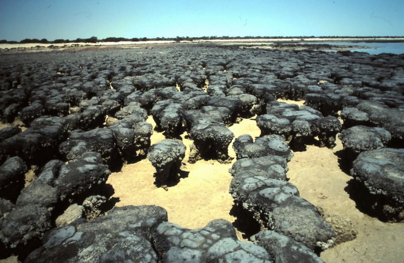 Hamelin Pool Caravan Park - Hamelin Pool: Stromatolites are definitely worth seeing.