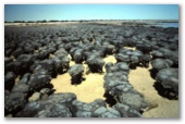 Hamelin Pool Caravan Park - Hamelin Pool: Stromatolites are definitely worth seeing.