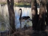 Colonial Holiday Park and Leisure Village - Harrington: Swan with babies at Cattai wetlands