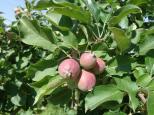 BIG4 Badger Creek Holiday Park - Healesville: Yarra ranges is an apple growing area
