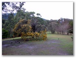 BIG4 Badger Creek Holiday Park - Healesville: Open area for tents and camping