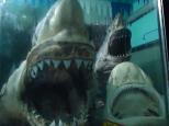 Fraser Lodge Holiday Park - Torquay: frozen great white sharks at the shark museum