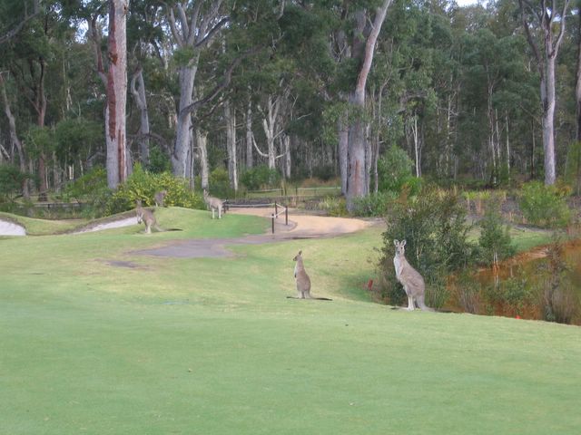 Le Meilleur Horizons Golf Resort - Salamander Bay: Kangaroos near green on Hole 16