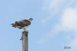 Bimbimbi Riverside Caravan Park - Woombah: Look up and you are sure to see a White Sea Eagle or two.