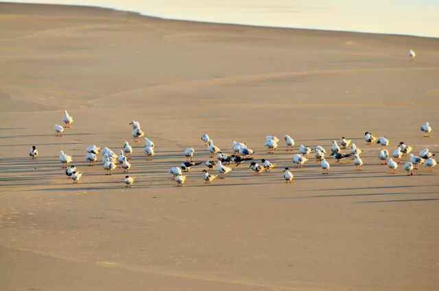 Iluka Riverside Tourist Park - Iluka: Seagulls on the beach at Iluka