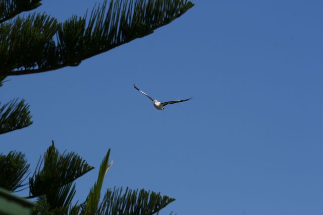 Iluka Riverside Tourist Park - Iluka: Seagull at Iluka