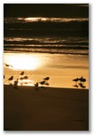 Iluka Riverside Tourist Park - Iluka: Seagulls at dusk