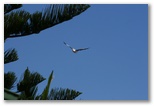 Iluka Riverside Tourist Park - Iluka: Seagull at Iluka