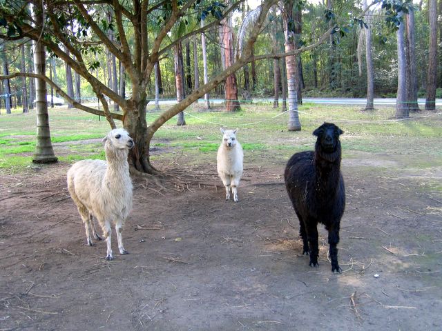 Woombah Woods Caravan Park - Woombah: Alpacas in enclosure in the park