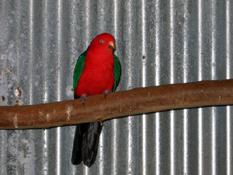 Australian native bird
