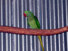 Australian native bird