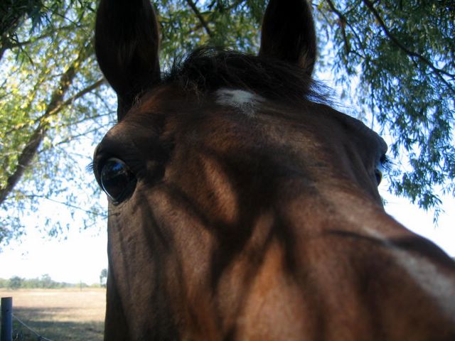 Fossickers Rest Tourist Park - Inverell: Friendly horse in adjacent paddock