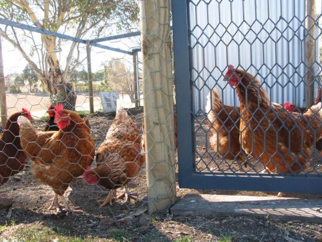 Sapphire City Caravan Park - Inverell: Chicken coop