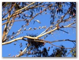 Junee Golf Course - Junee: Galahs in gum tree on 9th fairway