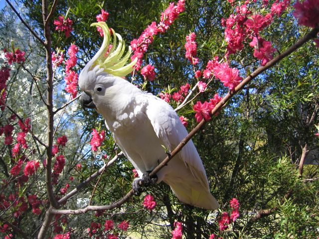 Katoomba Falls Caravan Park - Katoomba: This charming Silver Crested Cockatoo will give you a cheery ?hello? as you enter the park