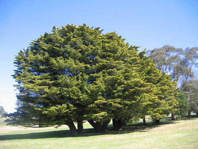 Katoomba Golf Club - Katoomba: Magnificent trees on the course