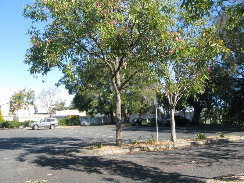 Stuart Street Parking Area - Kempsey: Trees afford shade in the parking area