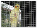 Koondrook Caravan Park - Koondrook: Bird Aviary